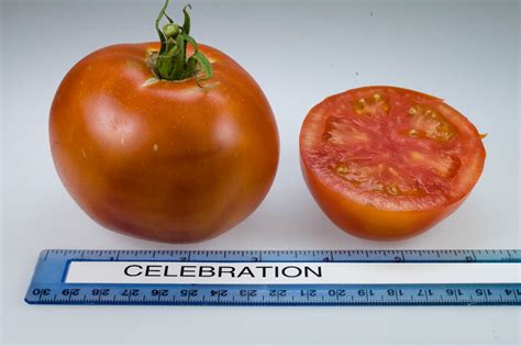 Celebration Tomato Variety